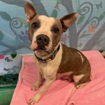 American Staffordshire Terrier Dogs Available for Adoption in Hattiesburg, Mississippi - Mama Mia | PetCurious