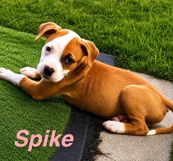Spike -  American Staffordshire Terrier Dog for Adoption in Jefferson, New Jersey - Spike | PetCurious