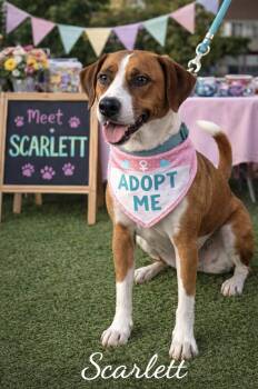 Foxhound Dogs Available for Adoption - Scarlett  | PetCurious
