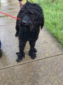 Mixed Breed Dogs Available for Adoption in Dallas, Texas - BLACK BERRY | PetCurious