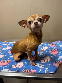Chihuahua Dogs Available for Adoption - D048-26 Diamond | PetCurious