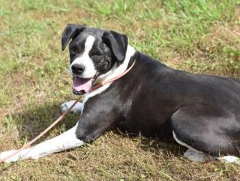 Roxy -  Boxer Dog for Adoption in Houston, Texas - Roxy | PetCurious