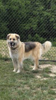 German Shepherd Dog Dogs Available for Adoption in Shepherdsville, Kentucky - Sonnet | PetCurious