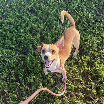 Rex -  Chiweenie Dog for Adoption in Lorida, Florida - Rex | PetCurious