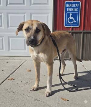 Momma dixie -  Shepherd Dog Available for Adoption in Olney, Illinois - Momma Dixie | PetCurious