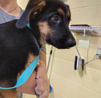LINDA -  German Shepherd Dog and Mixed Breed Dog for Adoption in Pueblo, Colorado - LINDA | PetCurious