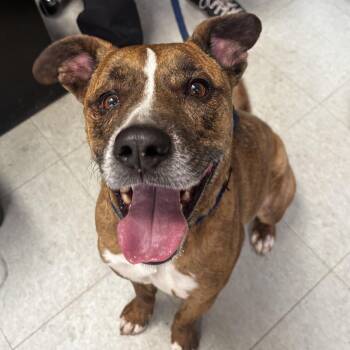 Pit Bull Terrier Dogs Available for Adoption in Philadelphia, Pennsylvania - Vesper | PetCurious