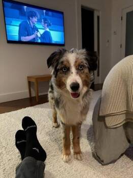 Australian Shepherd Dogs Available for Adoption in Winter Park, Colorado - McCree | PetCurious