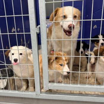 CT MeMe -  Australian Shepherd Dog for Adoption in Stormville, New York - CT MeMe | PetCurious
