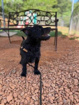 Oakley -  Cairn Terrier and Terrier Dog for Adoption in Lovingston, Virginia - Oakley | PetCurious