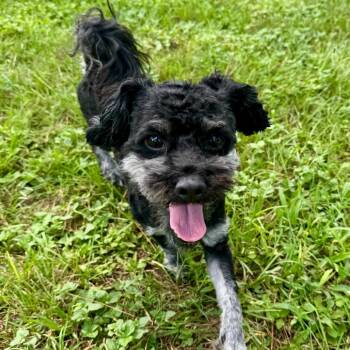 Snickerdoodle Roo -  Shih Tzu and Poodle Dog for Adoption in Houston, Texas - Snickerdoodle Roo | PetCurious