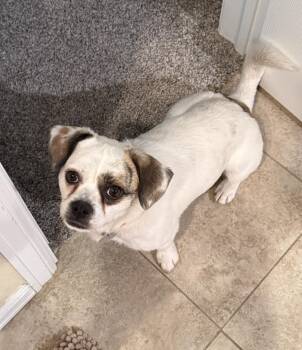 Junior Jack -  Puggle Dog for Adoption in Denver, Colorado - Junior Jack | PetCurious
