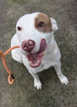 Rescue Pit Bull Terrier and Mixed Breed Dogs for Adoption in Port Huron, Michigan - Raina | PetCurious