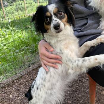 Spaniel and Maltese Dogs Available for Adoption in Graham, Washington - QUEEN | PetCurious