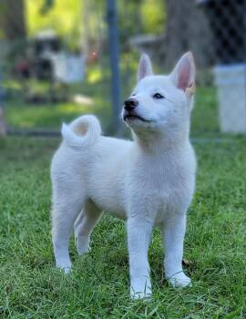 Jasper -  Shiba Inu Dog for Sale in Manito, Illinois - Jasper | PetCurious