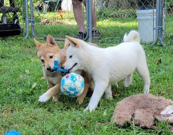 Jasper -  Shiba Inu Dog for Sale in Manito, Illinois - Jasper | PetCurious