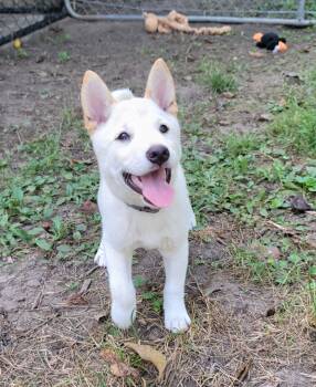 Jasper -  Shiba Inu Dog for Sale in Manito, Illinois - Jasper | PetCurious