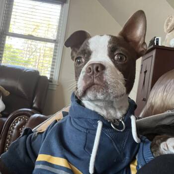 Boston Terrier Dogs Available for Adoption in Glocester, Rhode Island - Logan | PetCurious