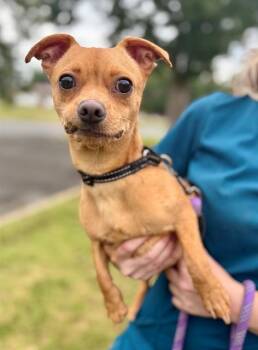 KNOX -  Chihuahua Dog for Adoption in York, South Carolina - KNOX | PetCurious
