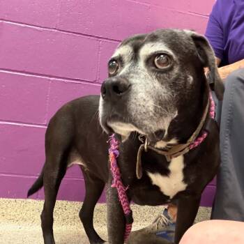 Lucille -  Boxer and Mixed Breed Dog for Adoption in Spring Hill, Kansas - Lucille | PetCurious
