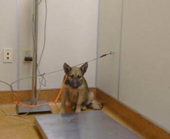 WICHITA -  German Shepherd Dog Dog for Adoption in Sacramento, California - WICHITA | PetCurious