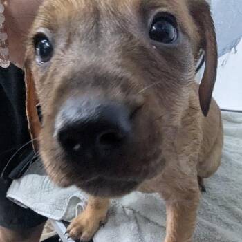 Heath -  Black And Tan Coonhound and Black Mouth Cur Dog for Adoption in Blue Earth, Minnesota - Heath | PetCurious