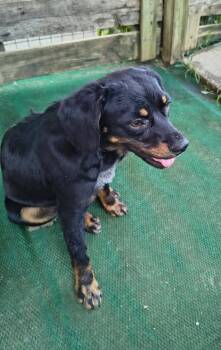 Miss June Bug -  Beagle and Dachshund Dog for Adoption in Aurora, Indiana - Miss June Bug | PetCurious