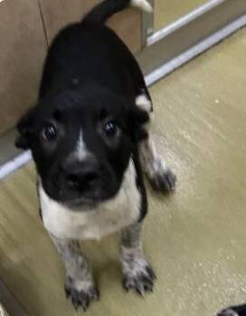 Pepe -  Mixed Breed Dog for Adoption in West Chester, Pennsylvania - Pepe | PetCurious