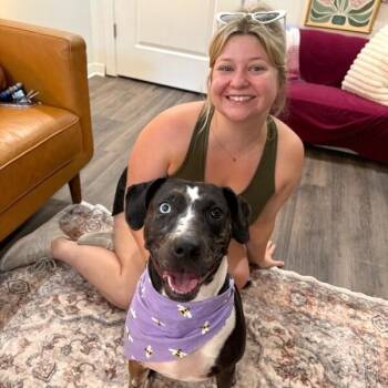 Betsy Blue -  Catahoula Leopard Dog and Pit Bull Terrier Dog for Adoption in Friendswood, Texas - Betsy Blue | PetCurious