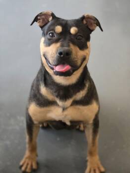 American Staffordshire Terrier and Rottweiler Dogs Available for Adoption - Verity | PetCurious