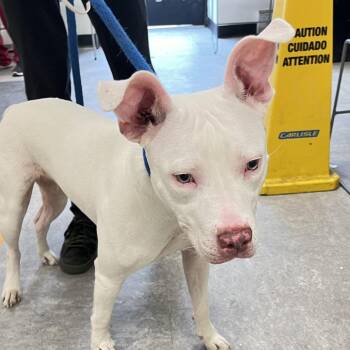 Emmy Lou -  Pit Bull Terrier Dog for Adoption in Philadelphia, Pennsylvania - Emmy Lou | PetCurious