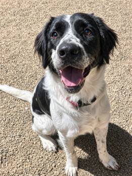 Mixed Breed Dogs Available for Adoption in Lacon, Illinois - Samuel | PetCurious