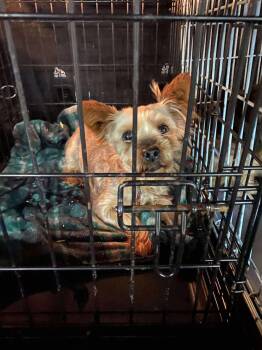 Rescue Yorkshire Terrier Dogs for Adoption in Lewistown, Pennsylvania - Churro | PetCurious