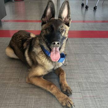 German Shepherd Dog Dogs Available for Adoption in Oak Brook, Illinois - Jericho | PetCurious