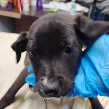 Walker -  Mixed Breed Dog for Adoption in Summerville, South Carolina - Walker | PetCurious