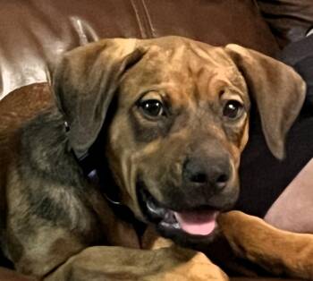 Rescue Boxer and Labrador Retriever Dogs for Adoption in Olive Branch, Mississippi - MAJOR--DARLING! | PetCurious