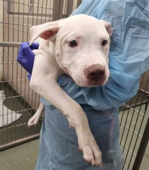 GHOST -  Mixed Breed Dog for Adoption in Santa Fe, New Mexico - GHOST | PetCurious