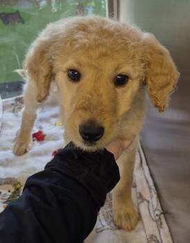 Labradoodle Dogs Available for Adoption in Lawrenceville, Georgia - Pen 231 Kansas | PetCurious