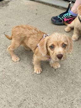 Terrier and Staffordshire Bull Terrier Dogs Available for Adoption in Brunswick, Ohio - Lois | PetCurious