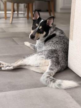 Jack -  Australian Cattle Dog Blue Heeler and Husky Dog for Adoption in Houston, Texas - Jack | PetCurious