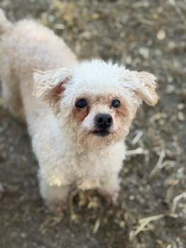 Masya-One of our Amazing Rescue Dogs -  Poodle and Maltipoo Dog for Adoption in Carlsbad, California - Masya-One Of Our Amazing Rescue Dogs | PetCurious