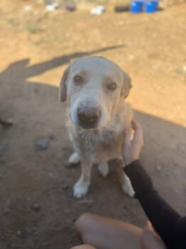 Rescue Labrador Retriever Dogs for Adoption in San Diego, California - Charlie | PetCurious