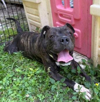 Rescue American Bulldog Dogs for Adoption in Virginia Beach, Virginia - 180041 Dosier | PetCurious