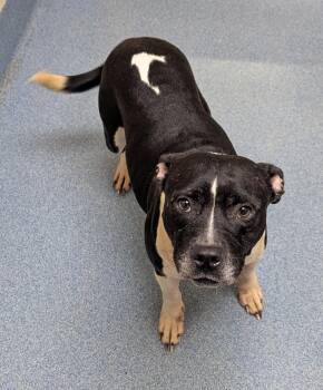 Jennie -  Pit Bull Terrier Dog for Adoption in Suffolk, Virginia - Jennie | PetCurious