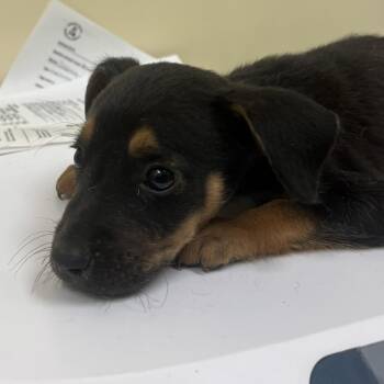 Doc -  Mixed Breed Dog for Adoption in Madisonville, Tennessee - Doc | PetCurious