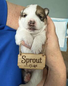 Puppy Sprout- Ready to go home the end of July -  Mixed Breed Dog for Adoption in Conway, South Carolina - Puppy Sprout- Ready To Go Home The End Of July | PetCurious