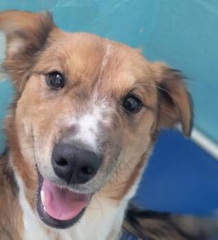 Australian Cattle Dog Blue Heeler Dogs Available for Adoption in Flagstaff, Arizona - Sweet Pea | PetCurious