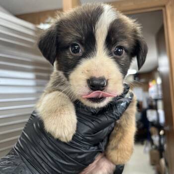 Mixed Breed Dogs Available for Adoption - Checkers | PetCurious