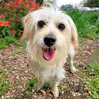 Terrier and Yorkshire Terrier Dogs Available for Adoption in Michigan City, Indiana - Jonnie | PetCurious