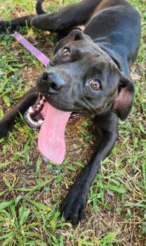 Addie Mae Lynn -  Labrador Retriever Dog for Adoption in Chattanooga, Tennessee - Addie Mae Lynn | PetCurious